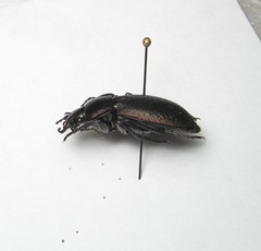 Carabus arvensis