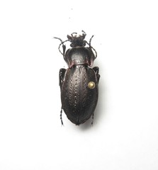 Carabus arvensis