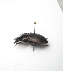 Carabus arvensis