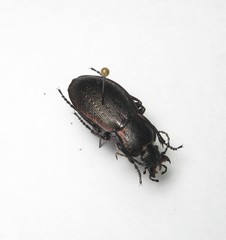 Carabus arvensis