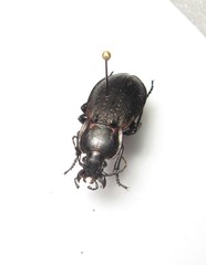 Carabus arvensis