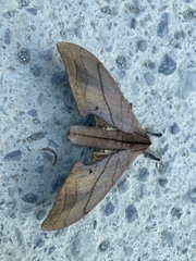 Marumba cristata bukaiana