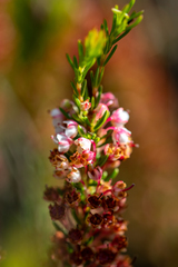 Erica rubiginosa