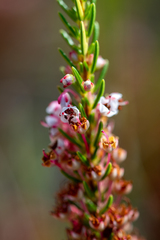 Erica rubiginosa