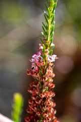 Erica rubiginosa