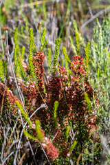Erica rubiginosa