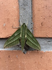 Xylophanes aristor