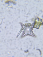 Staurastrum cerastes