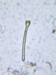 Actinella punctata