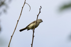 Phyllomyias fasciatus