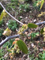 Corylopsis pauciflora