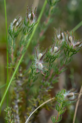 Aspalathus linguiloba