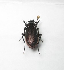 Carabus arvensis