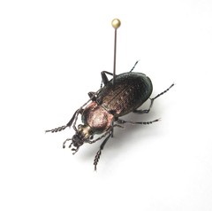 Carabus arvensis
