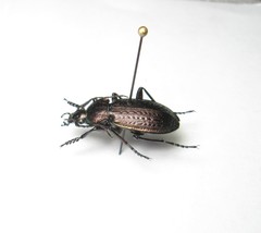 Carabus arvensis