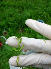 Callitriche hamulata