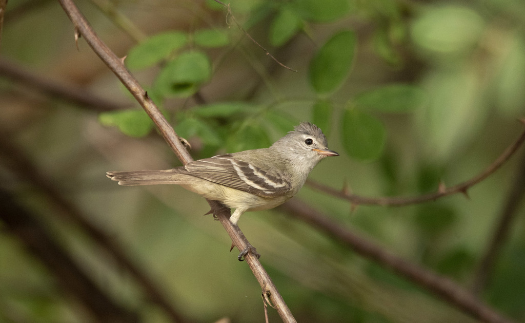 Southern Beardless-Tyrannulet