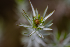 Oedera fruticosa