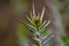 Oedera fruticosa