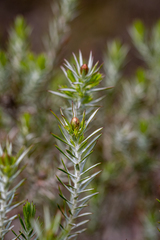 Oedera fruticosa