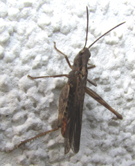 Acridoidea
