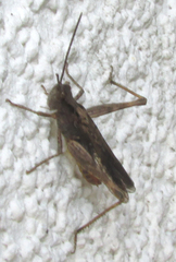 Acridoidea
