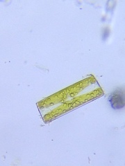 Diatomella