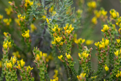 Aspalathus ericifolia