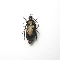 Carabus arvensis