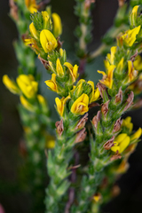 Aspalathus ericifolia