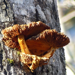 Pleuroflammula multifolia