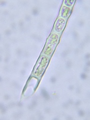 Microspora