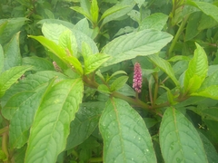Phytolacca bogotensis