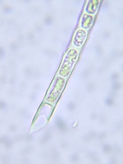Microspora