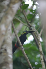 Selenidera spectabilis