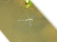 Anax guttatus