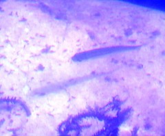 Leucaspius delineatus