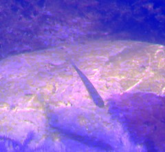 Leucaspius delineatus