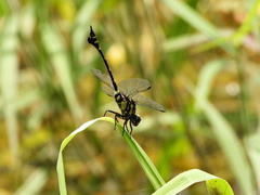 Ictinogomphus pertinax