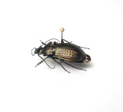 Carabus arvensis