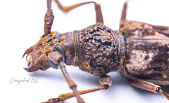 Trirachys holosericeus