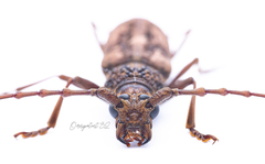 Trirachys holosericeus