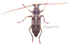 Trirachys holosericeus