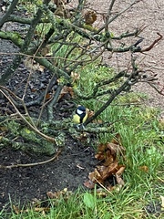 Parus major