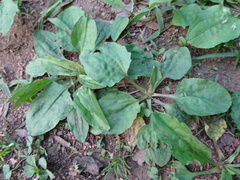 Angiospermae