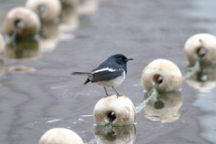 Copsychus saularis