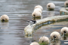 Motacilla alba