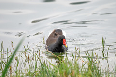 Gallinula chloropus