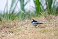 Motacilla alba