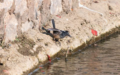 Copsychus saularis